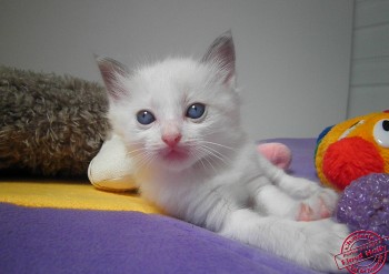 mâle blue bicolour - 4 semaines - Chatterie Ragdolls du Val de Beauvoir